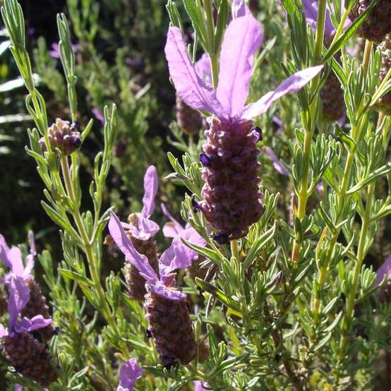 Graines de Lavandula stoechas - Lavande papillon le sachet de 100 graines environ (0,1g)