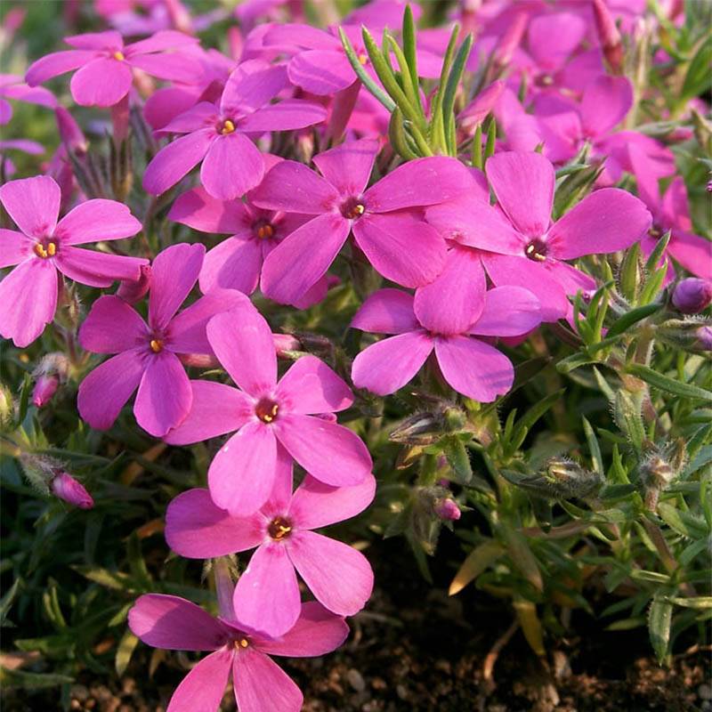 Phlox douglasii Waterloo - Phlox mousse Godet de 8/9 cm