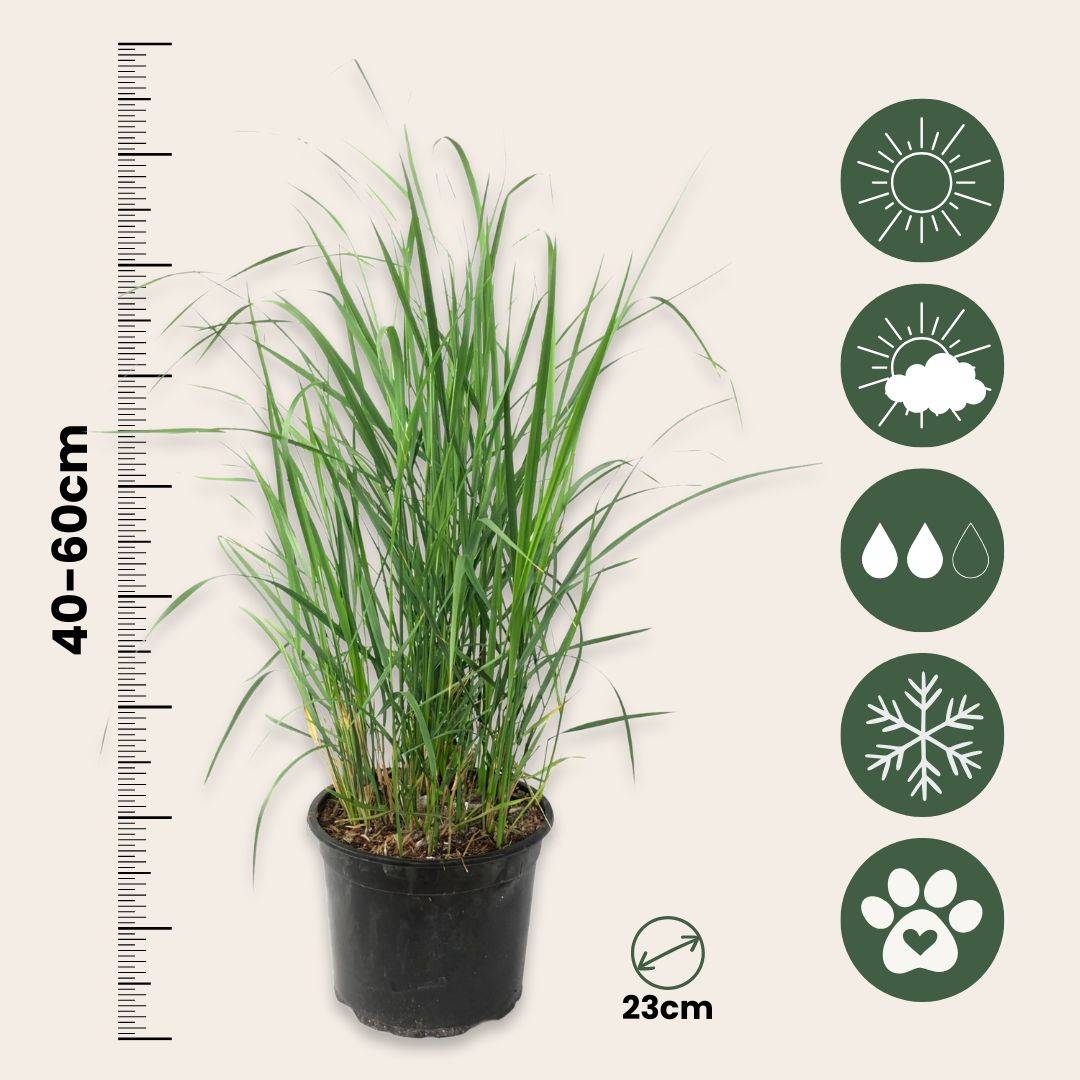 Calamagrostide - Calamagrostis 'Karl Foerster' - Hauteur 40-60cm - ⌀23cm - Imagen 4