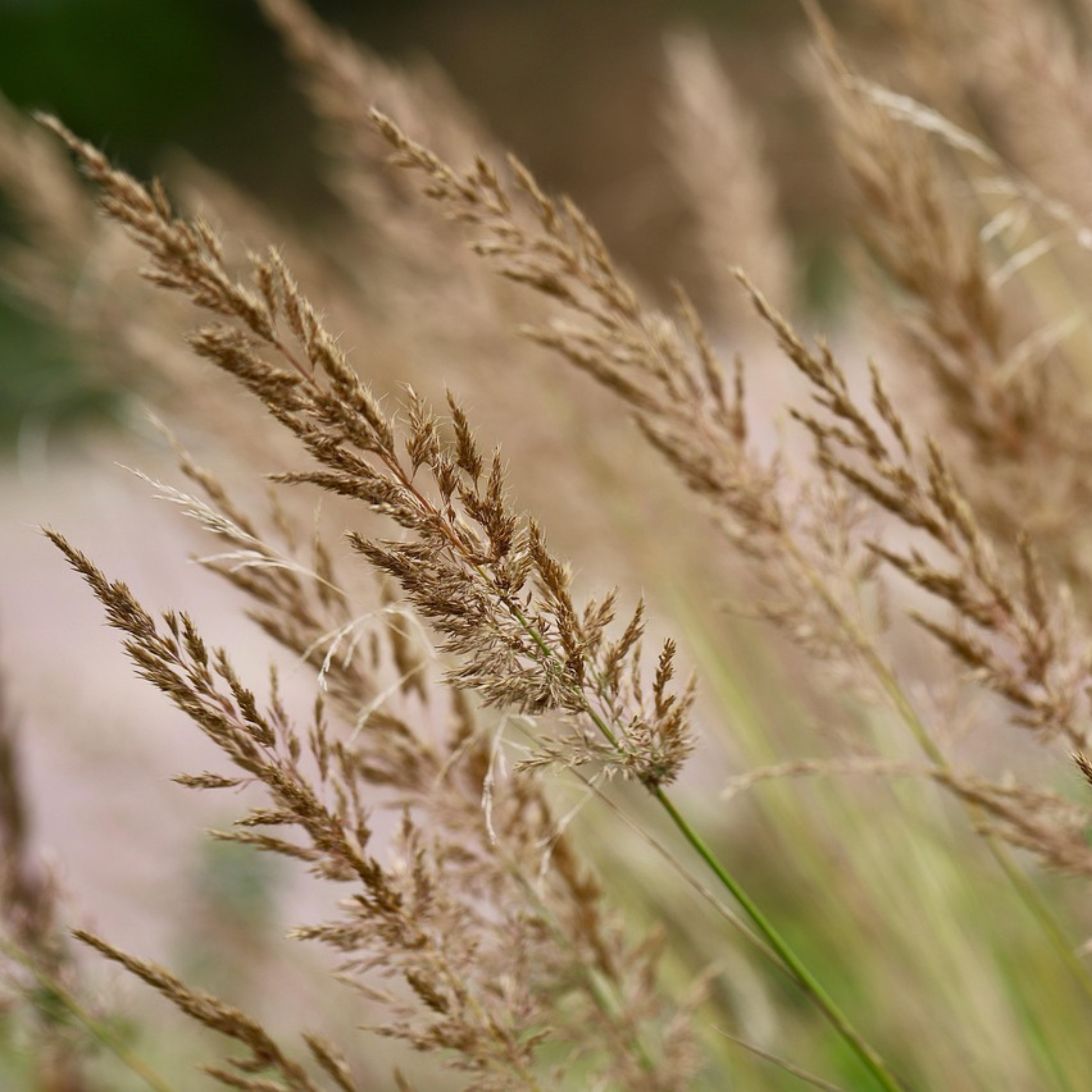 Calamagrostide - Calamagrostis 'Karl Foerster' - Hauteur 40-60cm - ⌀23cm - Imagen 3