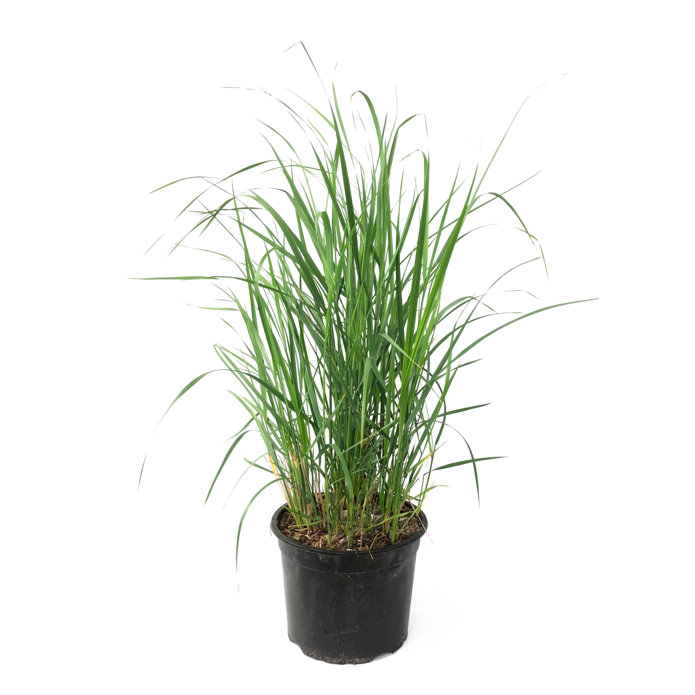 Calamagrostide - Calamagrostis 'Karl Foerster' - Hauteur 40-60cm - ⌀23cm - Imagen 1