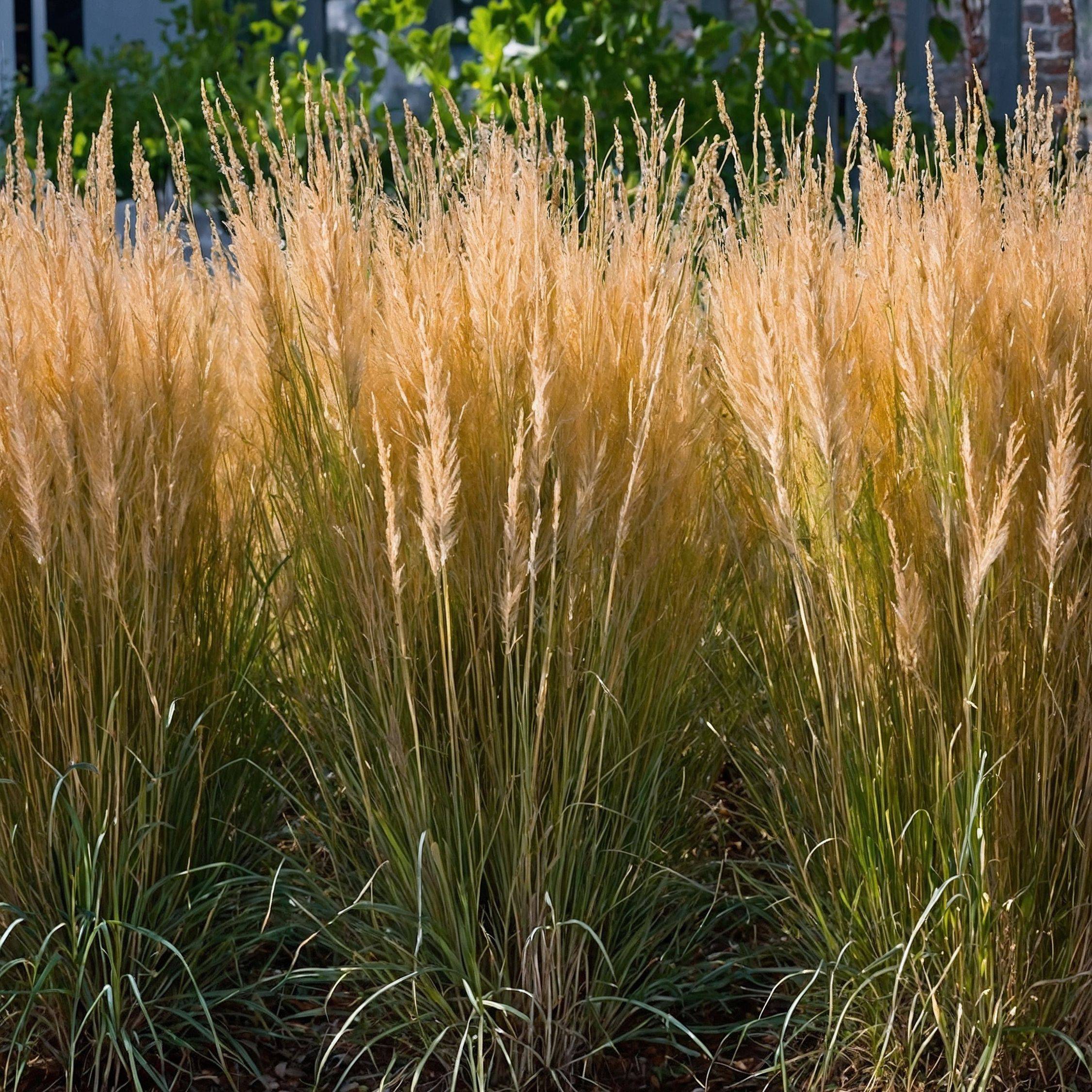 Calamagrostide - Calamagrostis 'Karl Foerster' - Hauteur 40-60cm - ⌀23cm - Imagen 2