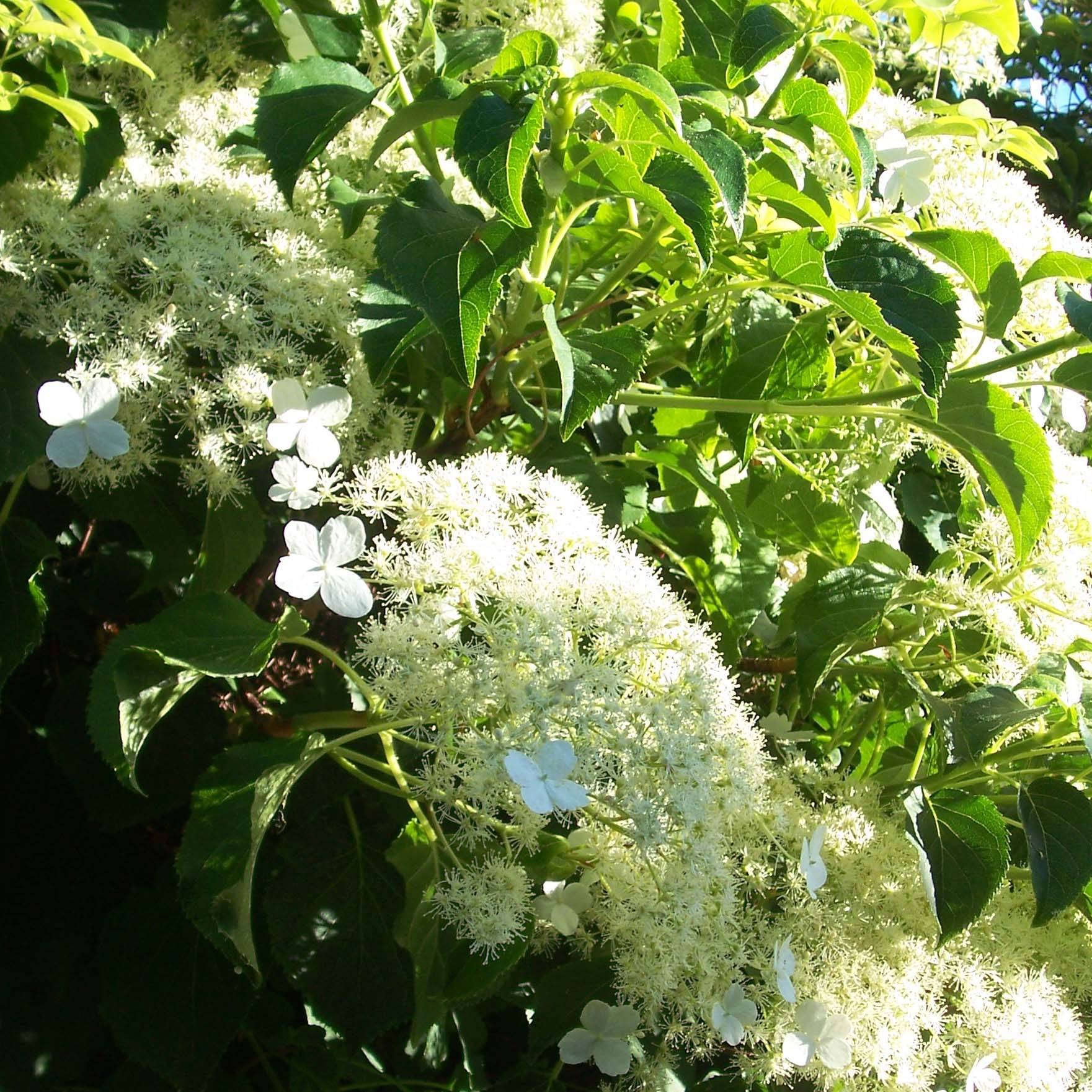 Hydrangea petiolaris Flying Saucer - Hortensia grimpant Pot de 2L/3L