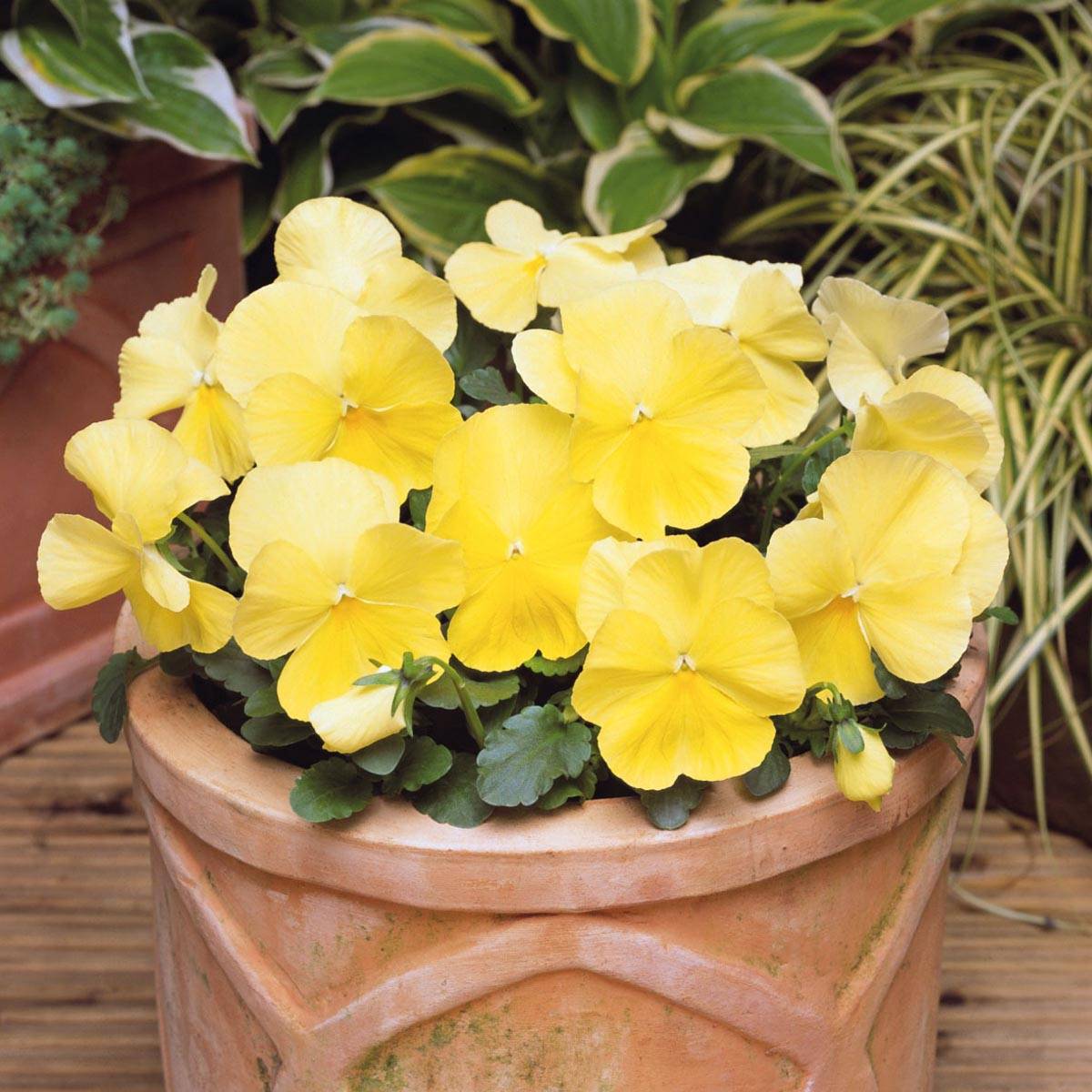 Promesse de Fleurs - Pensée Matrix Lemon Clear Mini-motte Ø 1,5/2,5 cm, Plant vert de 3 à 5 cm de haut environ (par 5)