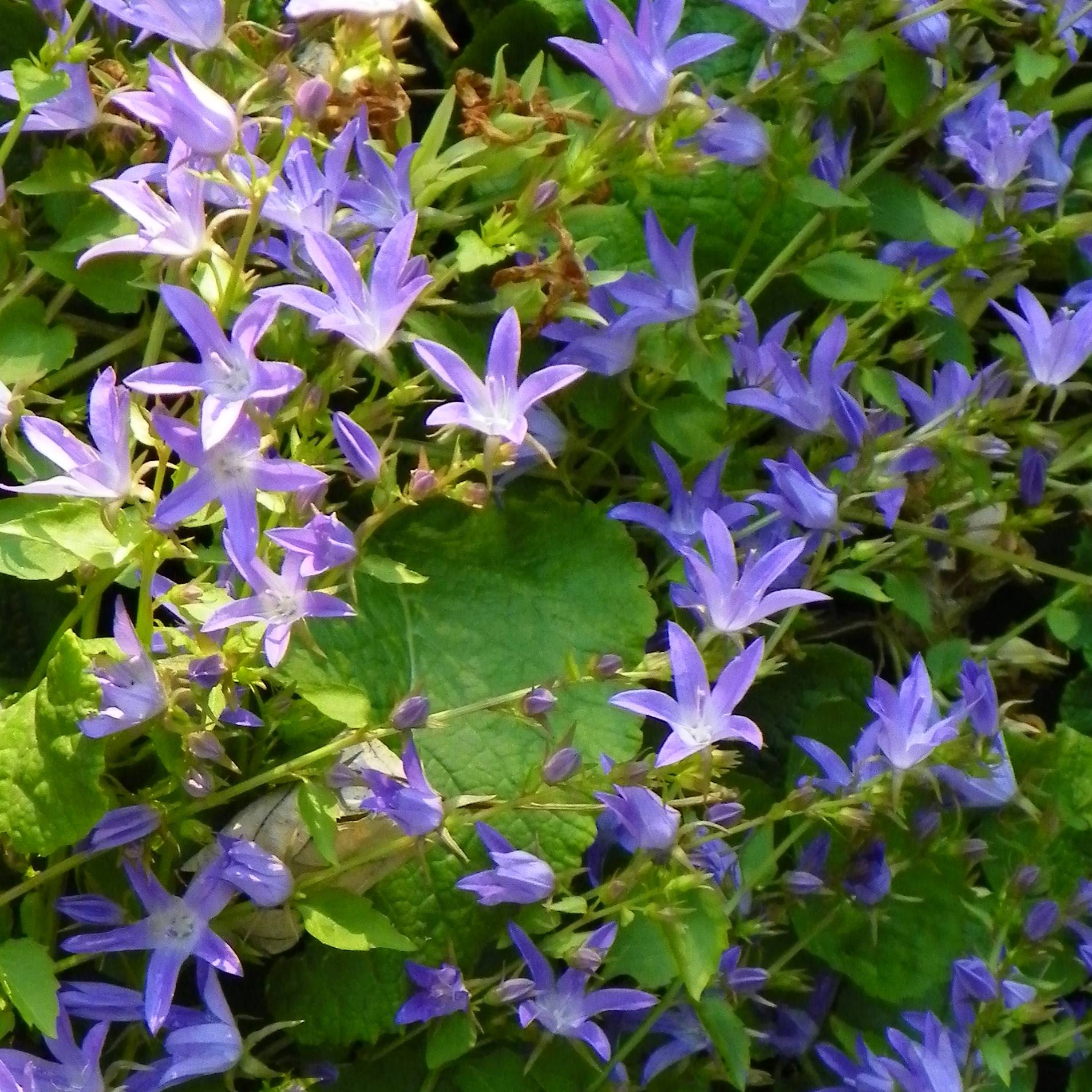 Promesse de Fleurs - Campanula poscharskyana Stella - Campanule des Murets Pot de 2L/3L