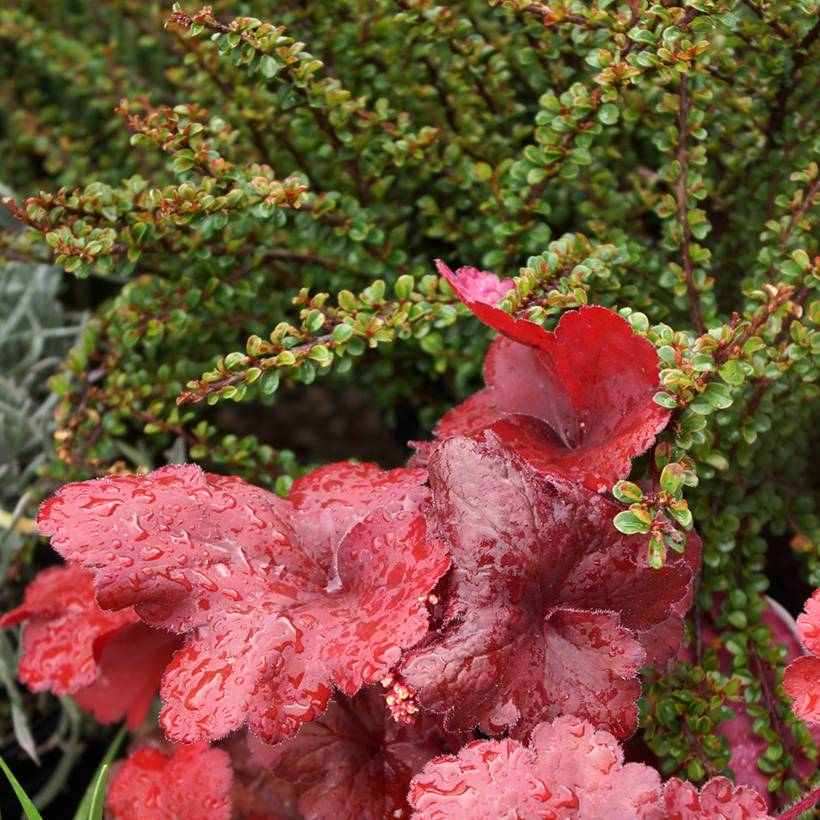 Cotoneaster adpressus Little Gem Pot de 2L/3L - Image 1
