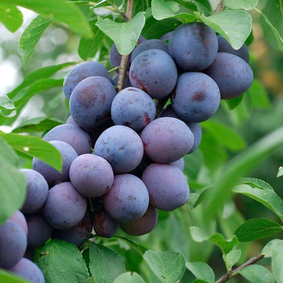 Promesse de Fleurs - Pruneau de Bâle - Prunier Hauszwetsche - Quetsche Pot de 7,5L/10L, Demi-Tige