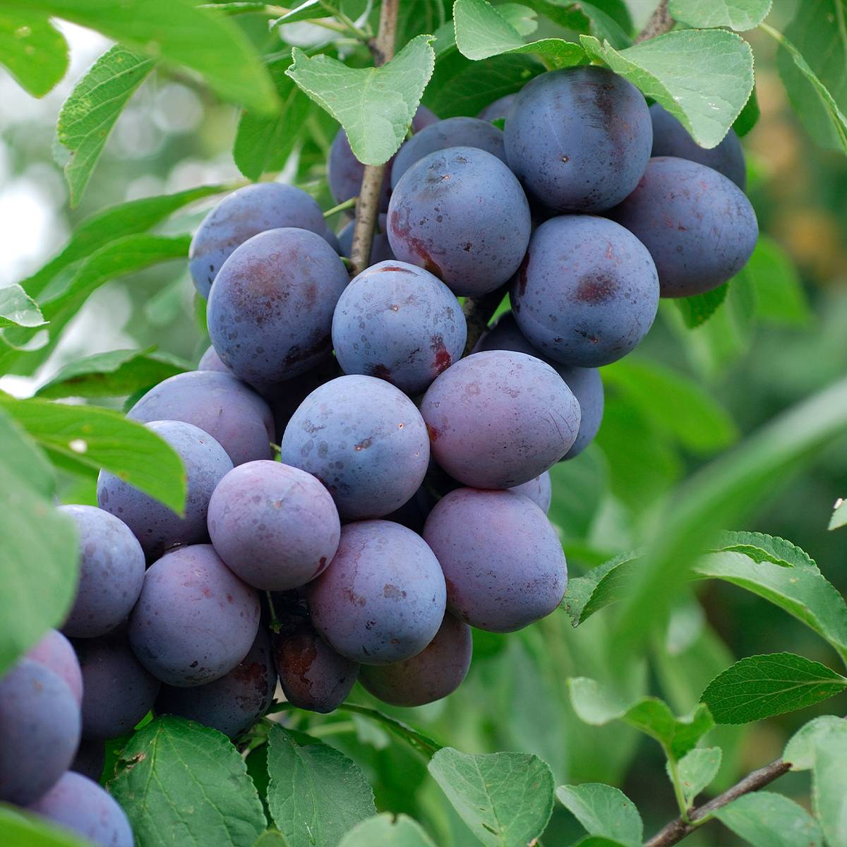 Promesse de Fleurs - Pruneau de Bâle - Prunier Hauszwetsche - Quetsche Pot de 7,5L/10L, Demi-Tige