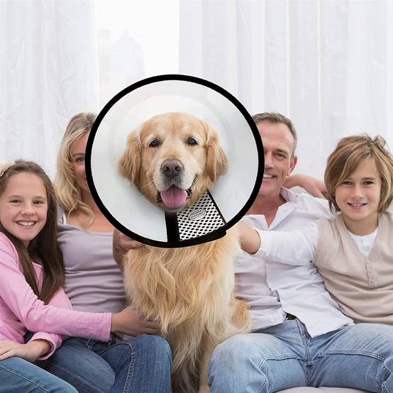 Collerette pour chien grand format - Cône anti-morsure réglable (48-52cm) - Protection confortable - Jusqu'à 100kg - Living123 - Image 3