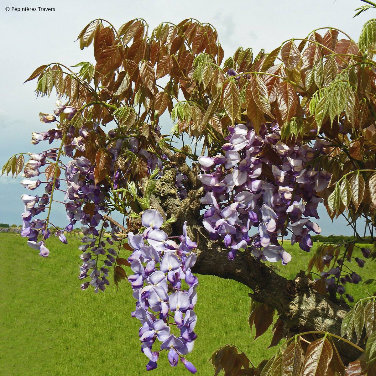 Promesse de Fleurs - Glycine de Chine Blue Line - Wisteria sinensis Pot de 2L/3L