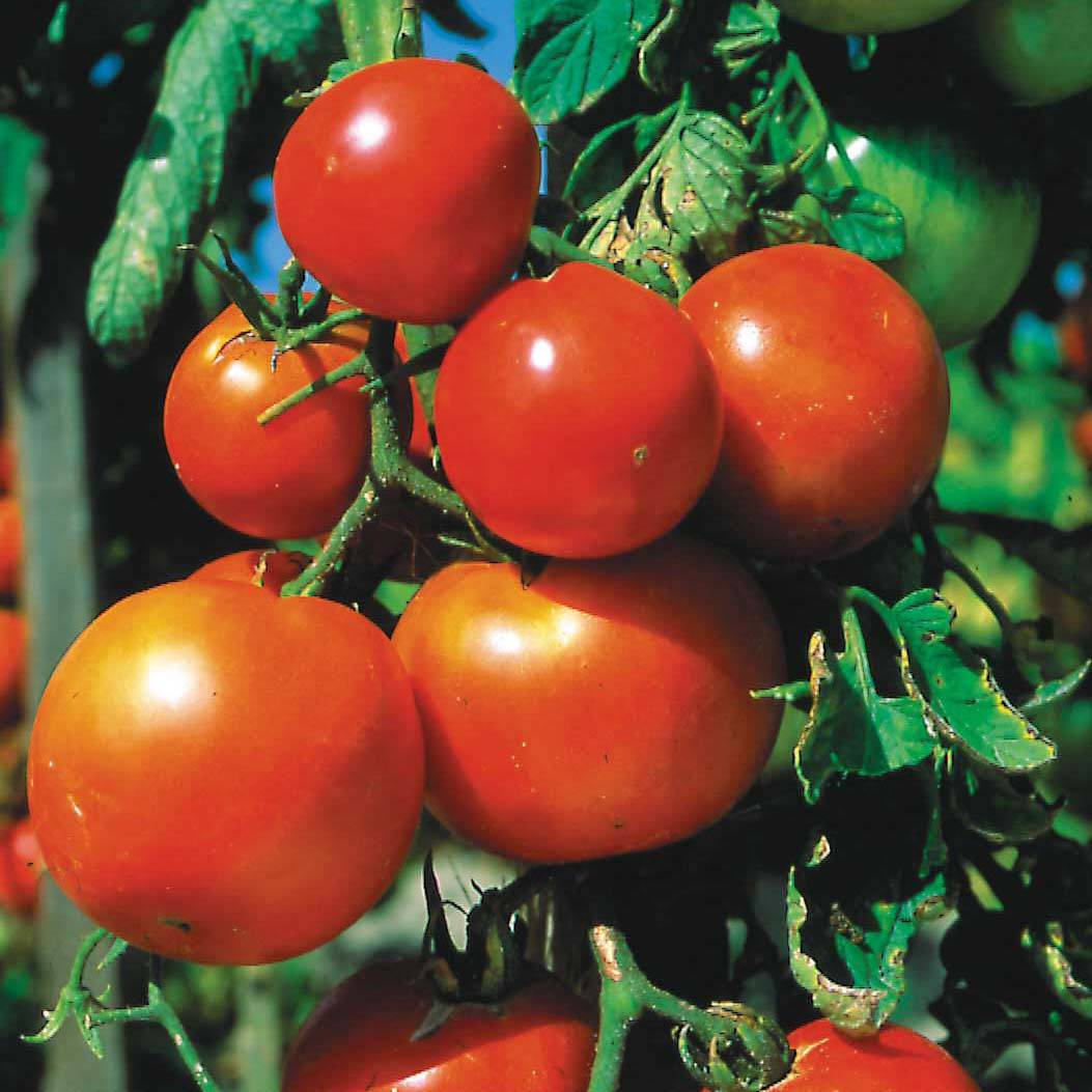Tomate Pomme rouge Bio - Ferme de Sainte Marthe le sachet de 50 graines environ