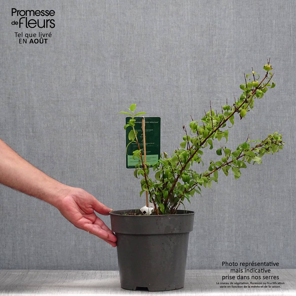 Philadelphus Little White Love - Seringat nain. Pot de 2L/3L - Image 2