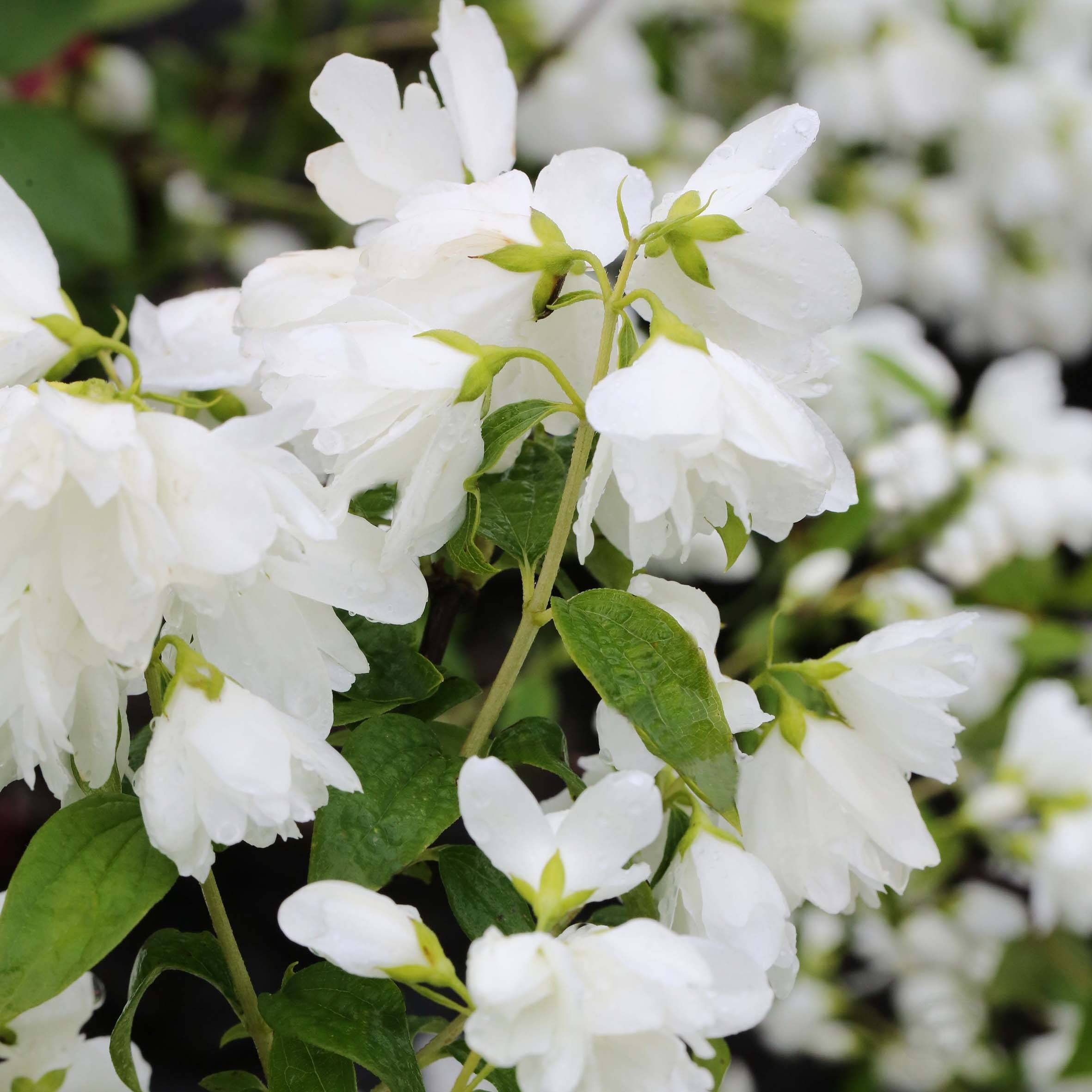 Philadelphus Little White Love - Seringat nain. Pot de 2L/3L - Image 1