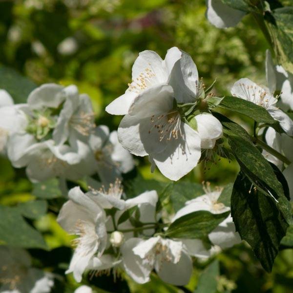 Seringat des Jardins - Philadelphus Innocence Pot de 7,5L/10L - Image 1