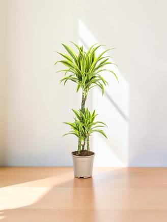 Dracaena Deremensis Lemon Vert Clair - D21 H90cm