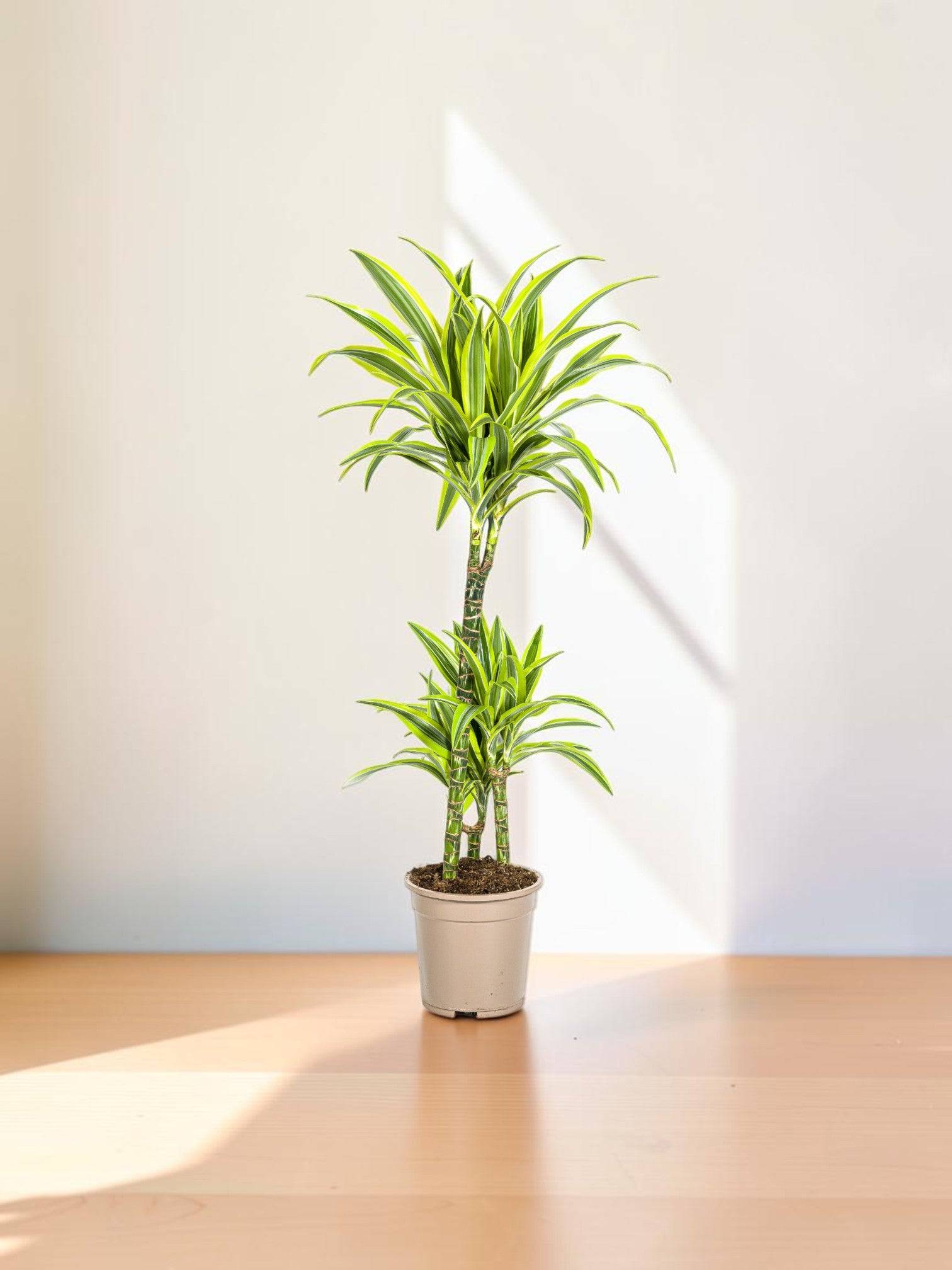 Dracaena Deremensis Lemon Vert Clair - D21 H90cm