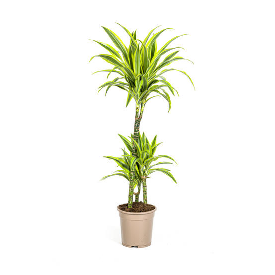 La Green Touch - Dracaena Deremensis Lemon Vert Clair - D21 H90cm - Image 4