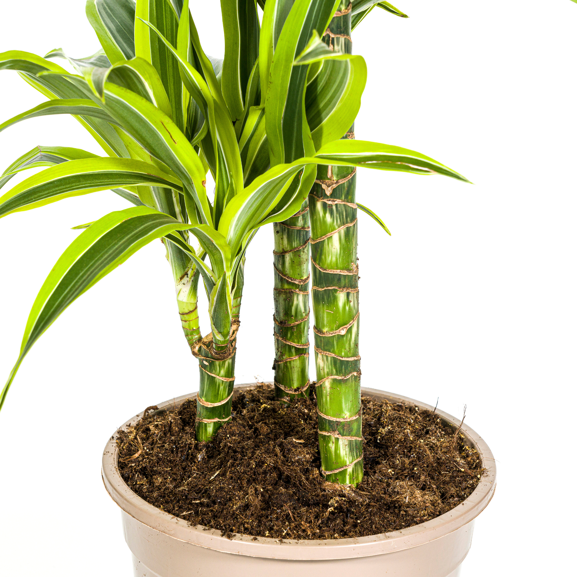 La Green Touch - Dracaena Deremensis Lemon Vert Clair - D21 H90cm - Image 8