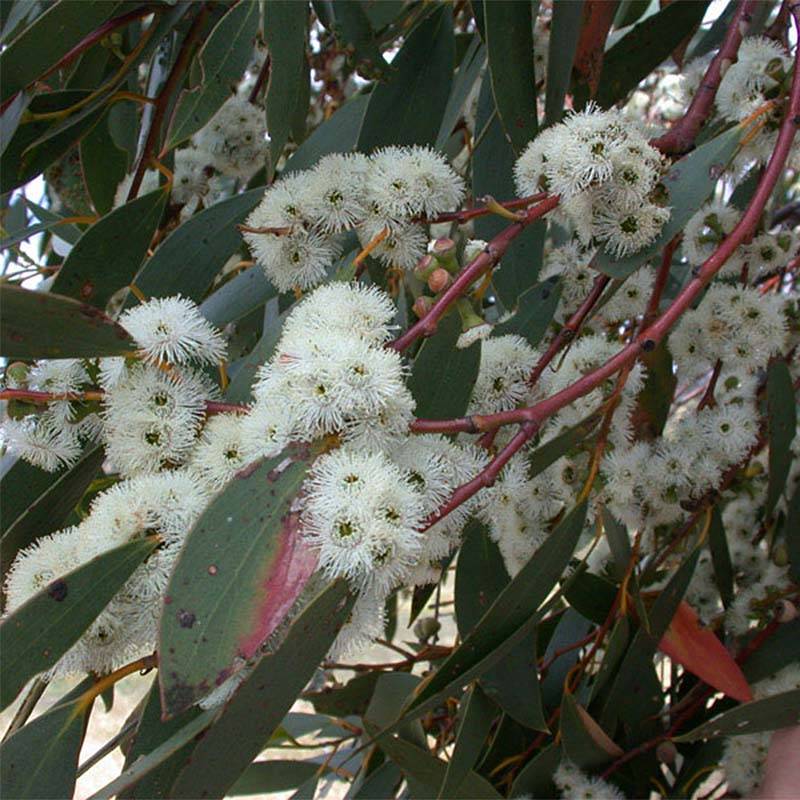 Promesse de Fleurs - Eucalyptus parviflora - Gommier à petites feuilles Godet de 8/9 cm - Image 1