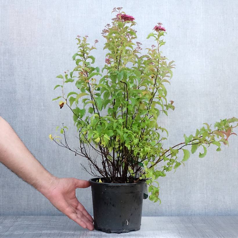 Promesse de Fleurs - Spirée japonaise Crispa - Spirée japonaise Pot de 1,5L/2L - Image 2