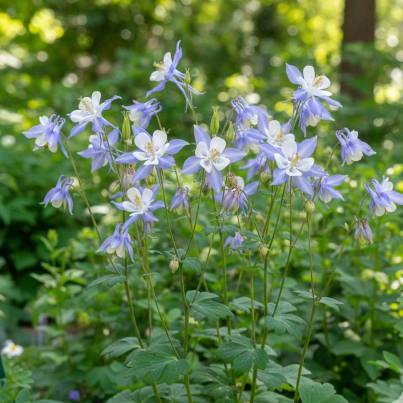 Ancolie Blue Star à fleurs Blanche/Bleue - feuillage Caduc - Godet - 5/20 cm - Imagen 1