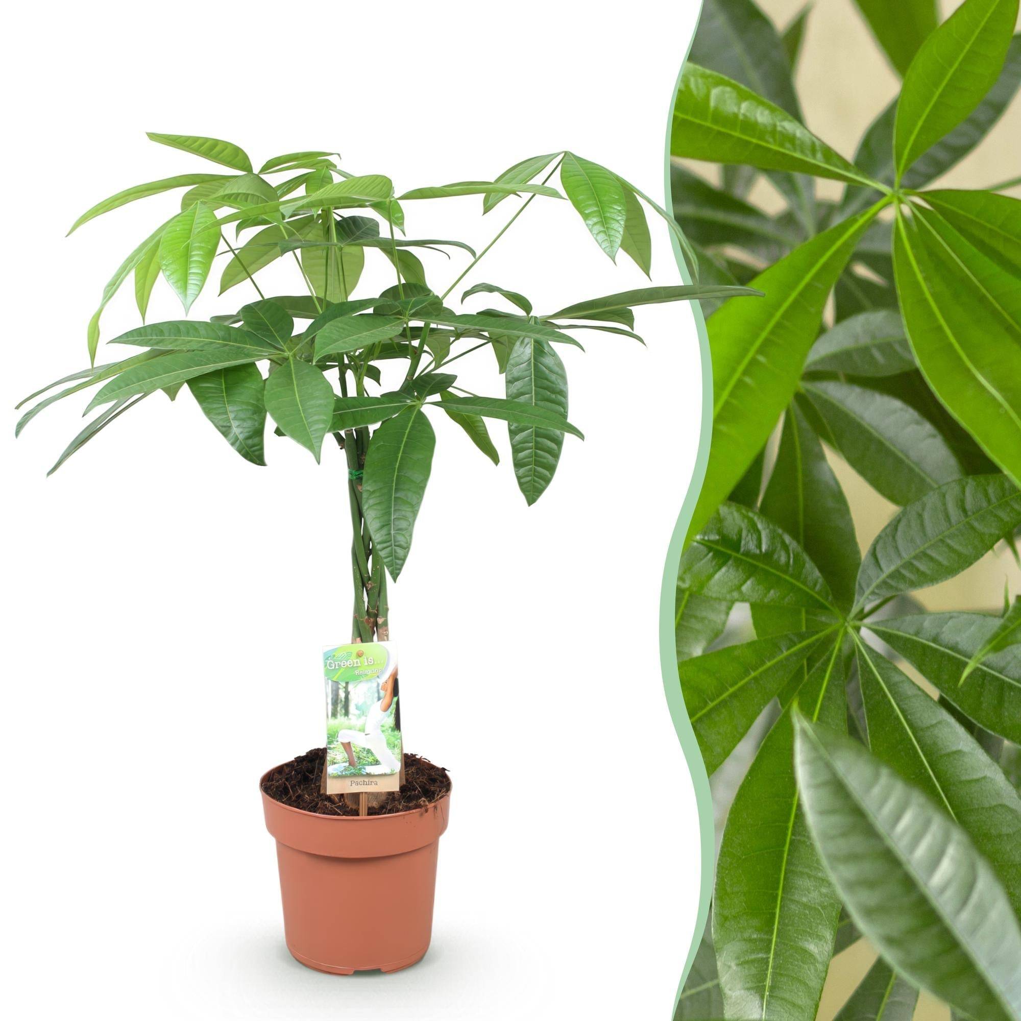 La Green Touch - Pachira Aquatica - D17 H70cm - Image 2