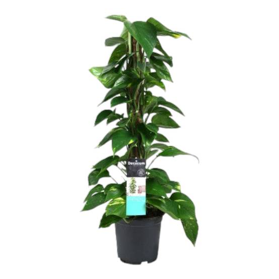 Scindapsus (Epipremnum) - D19 H80cm
