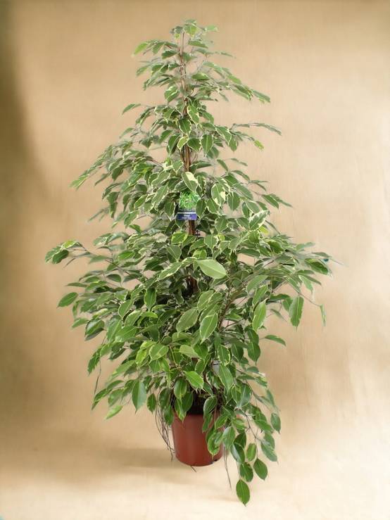 Grand ficus benjamina 100cm - Plante d'intérieur- La Green Touch - Image 2