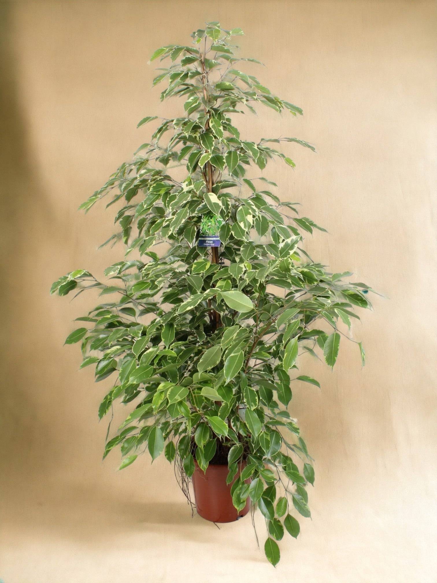 Grand ficus benjamina 100cm - Plante d'intérieur- La Green Touch - Image 2