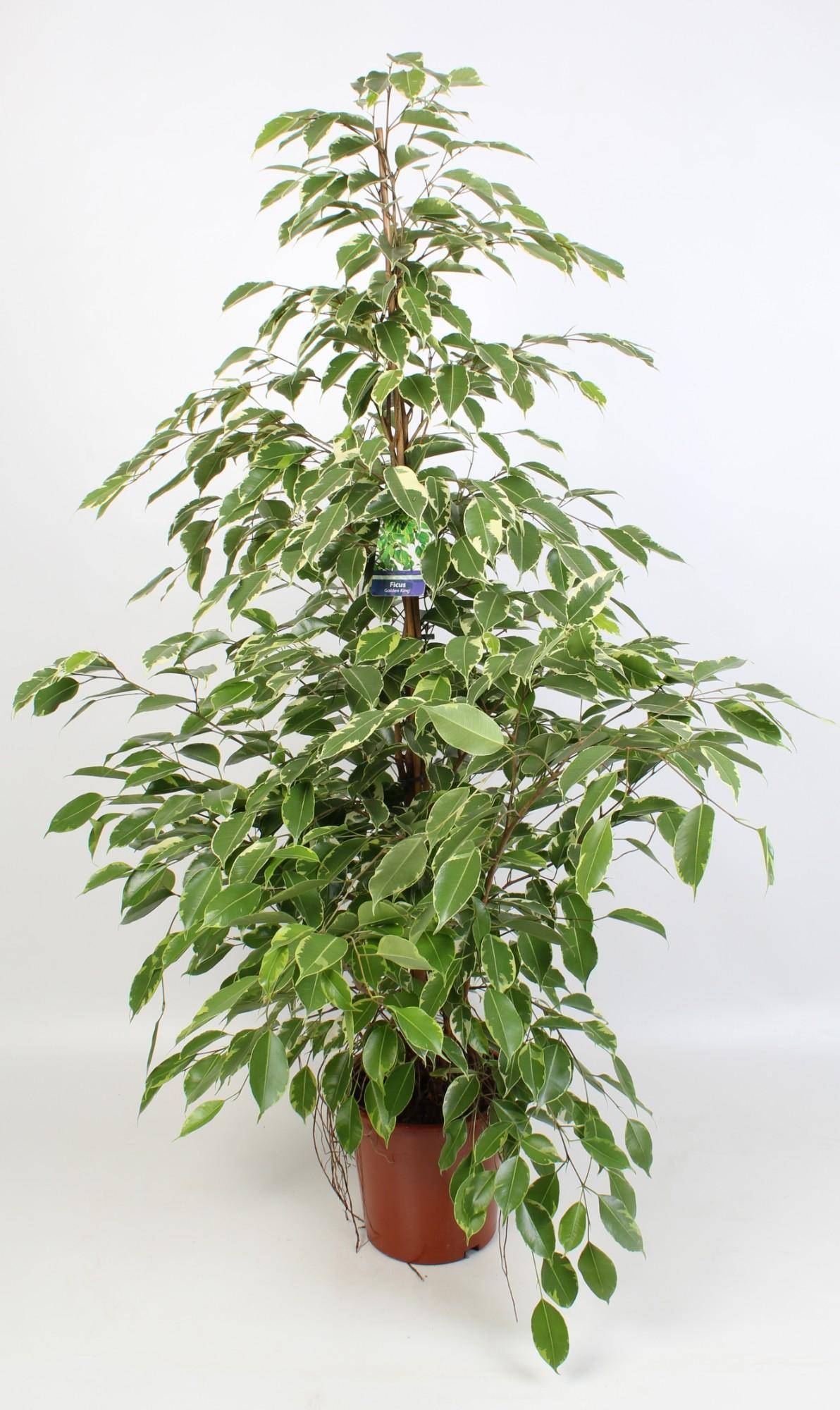 Grand ficus benjamina 100cm - Plante d'intérieur- La Green Touch - Image 1