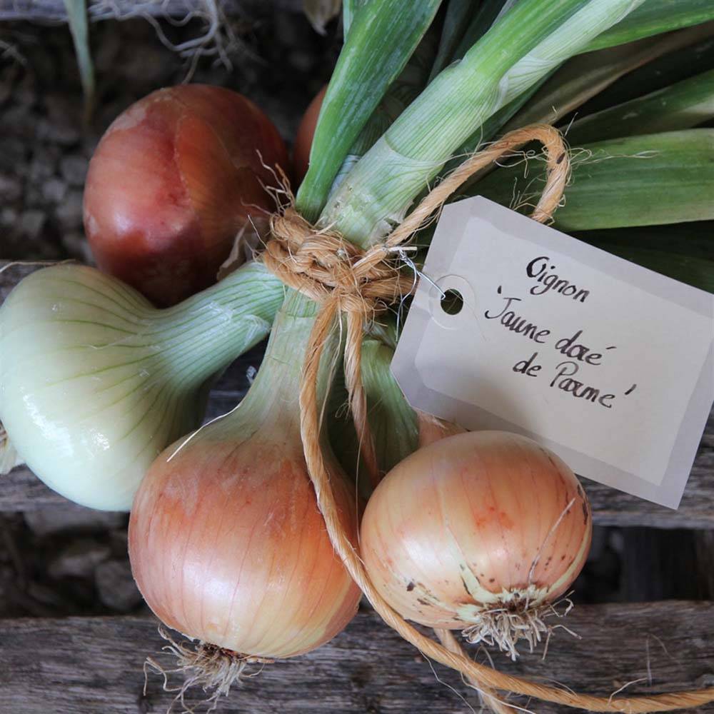 Oignon Doré Di Parma Bio - Ferme de Sainte Marthe Sachet de 250 graines