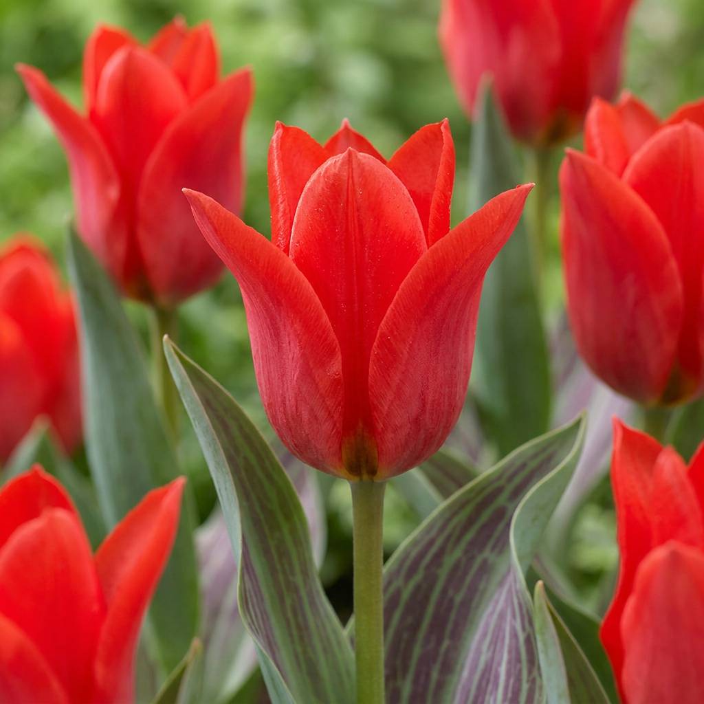 La Green Touch - Tulipe de Greig rouge - 15 bulbes - calibre 11/12 - Image 1