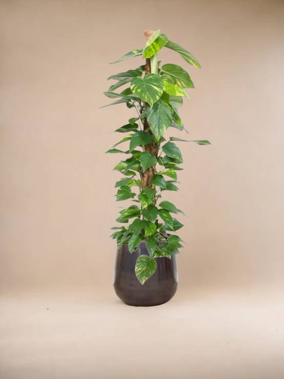 Epipremnum Aureum pothos 150cm - Plante d'intérieur- La Green Touch - Image 3