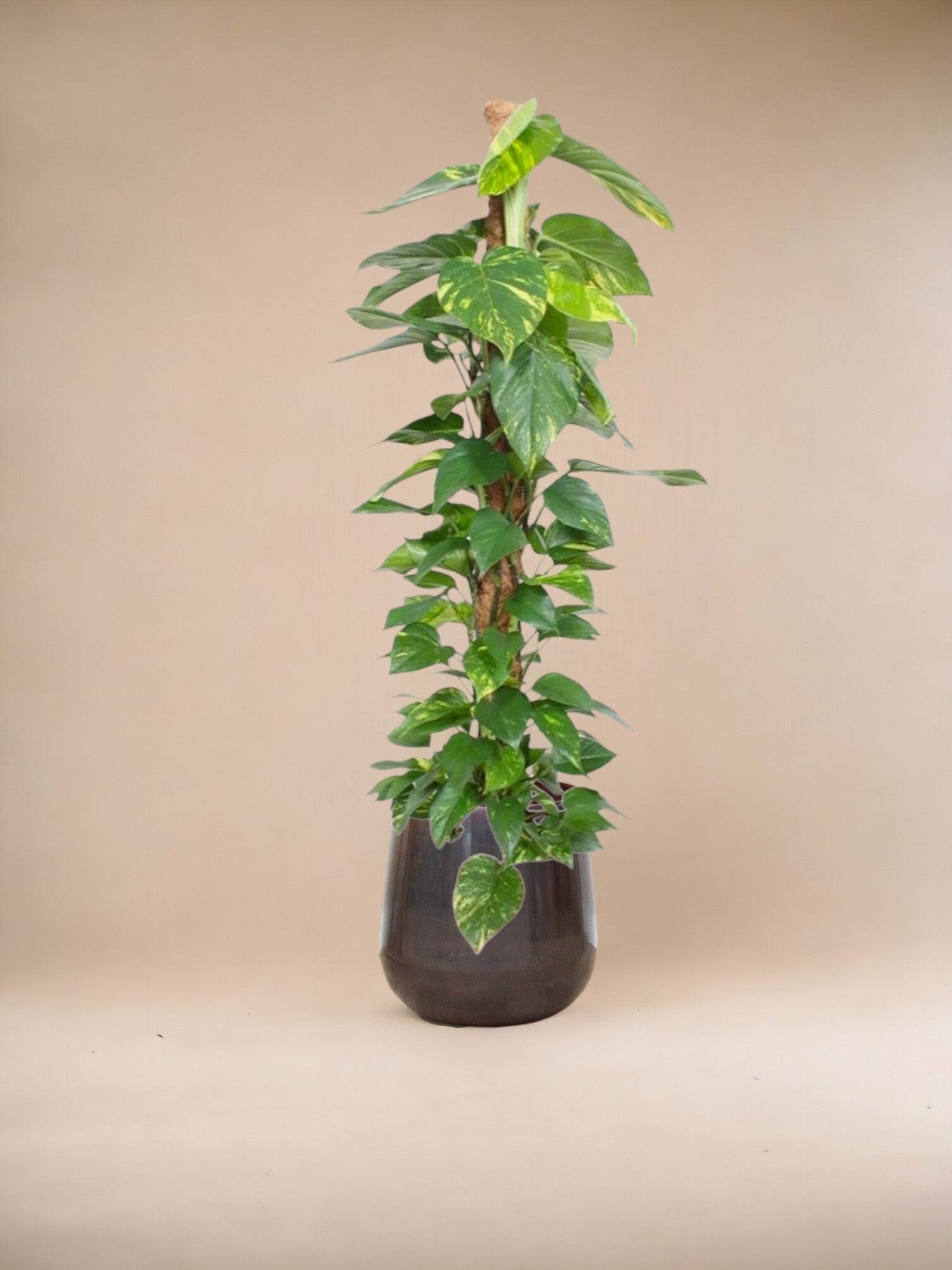 Epipremnum Aureum pothos 150cm - Plante d'intérieur- La Green Touch - Image 3