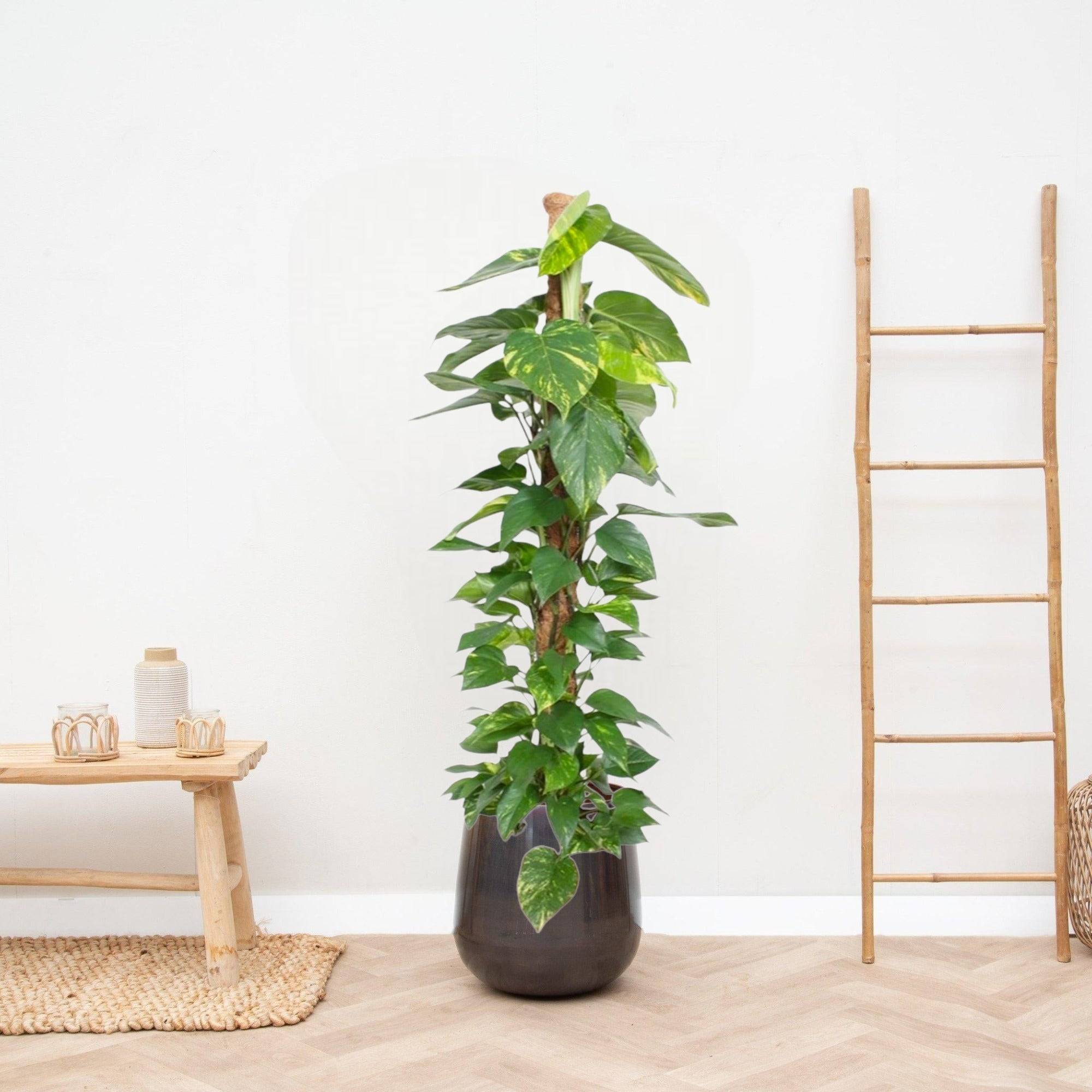 Epipremnum Aureum pothos 150cm - Plante d'intérieur- La Green Touch - Image 2