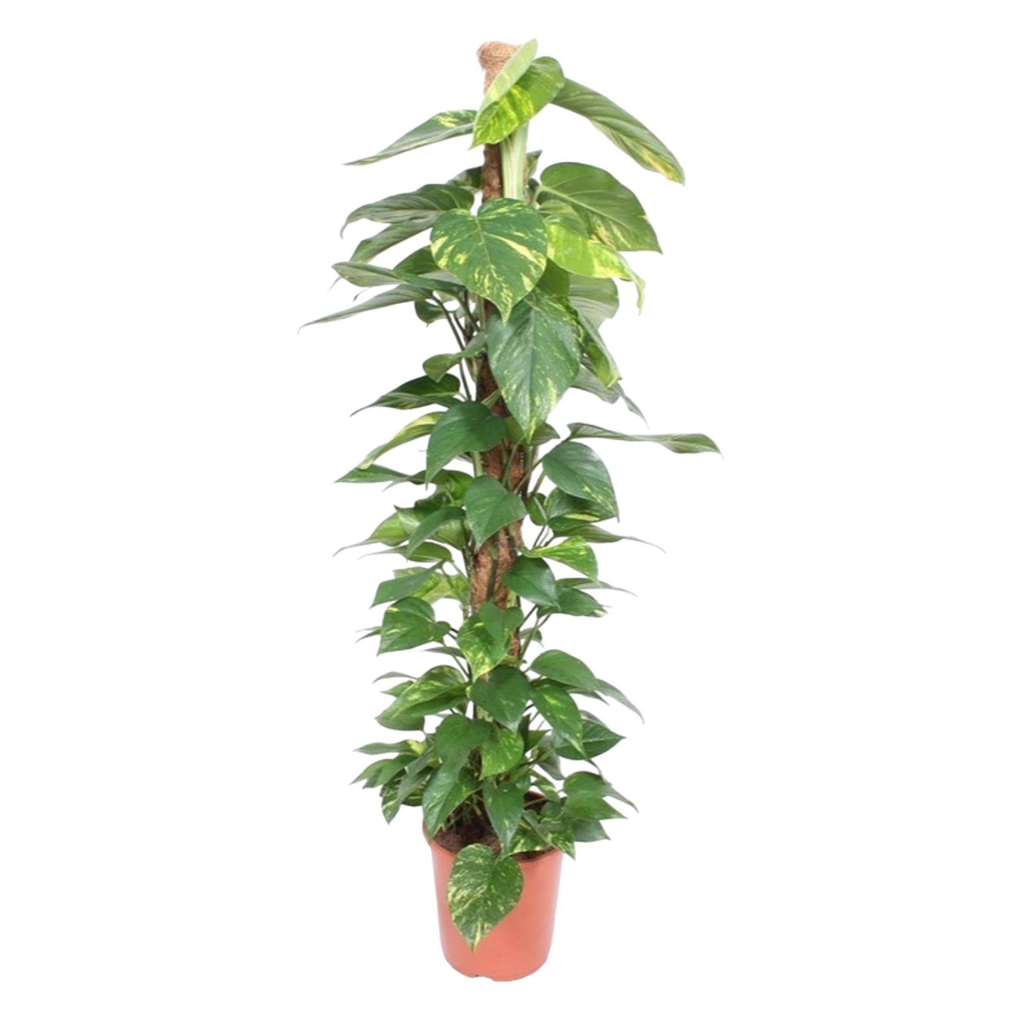 Epipremnum Aureum pothos 150cm - Plante d'intérieur- La Green Touch - Image 1