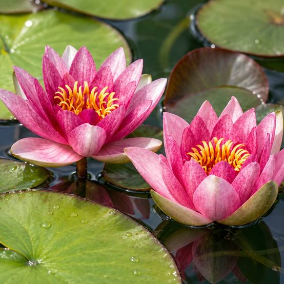 Nénuphar nain rose - Nymphaea pygmaea - 1x nénuphar multiflore et panier - Image 3