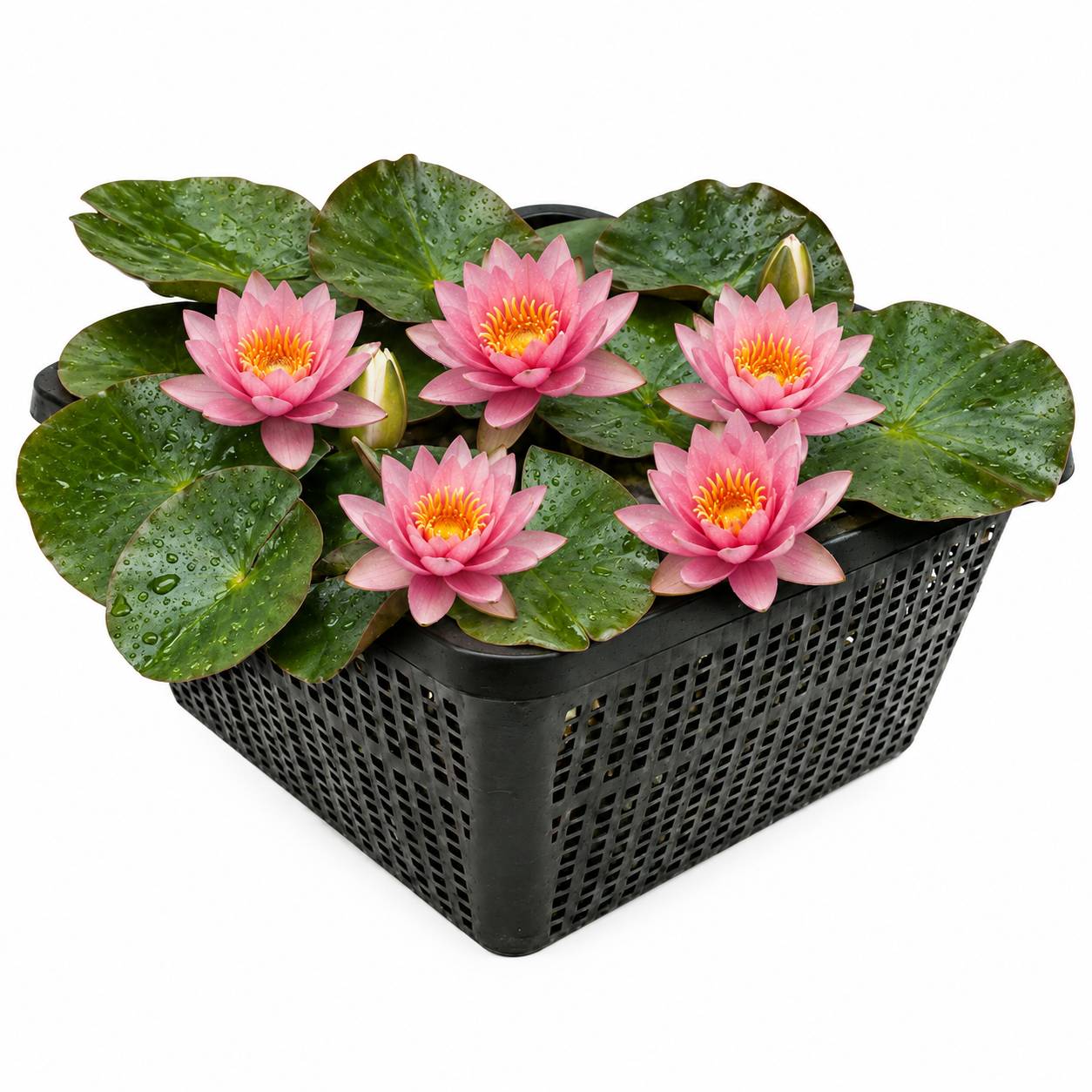 Nénuphar nain rose - Nymphaea pygmaea - 1x nénuphar multiflore et panier - Image 1