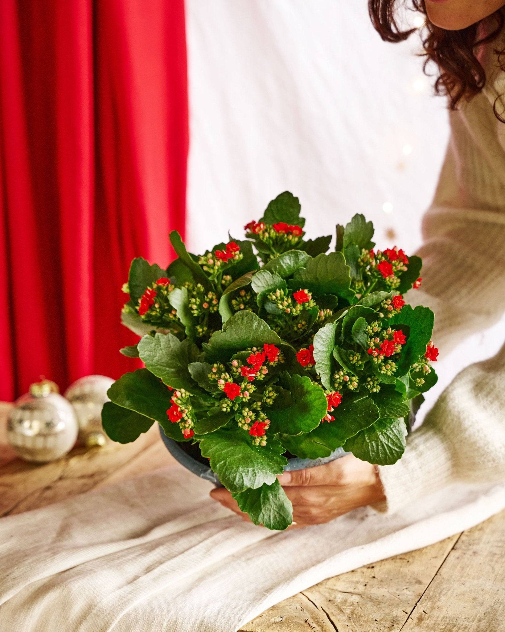 La Green Touch - Kalanchoe rouge - décoration Noël 27cm - Plante d'intérieur- La Green Touch - Imagen 2