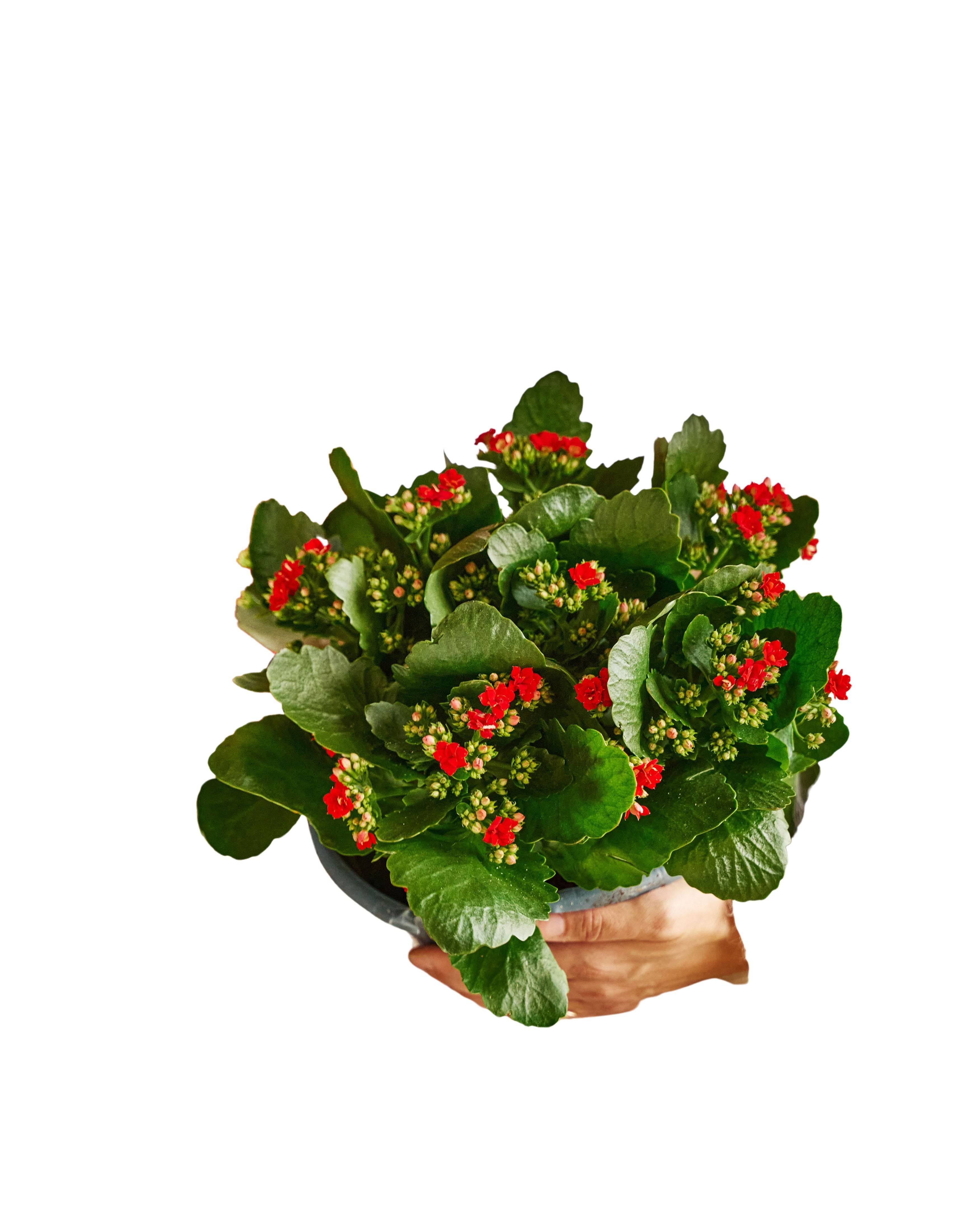 Kalanchoe rouge - décoration Noël 27cm - Plante d'intérieur- La Green Touch