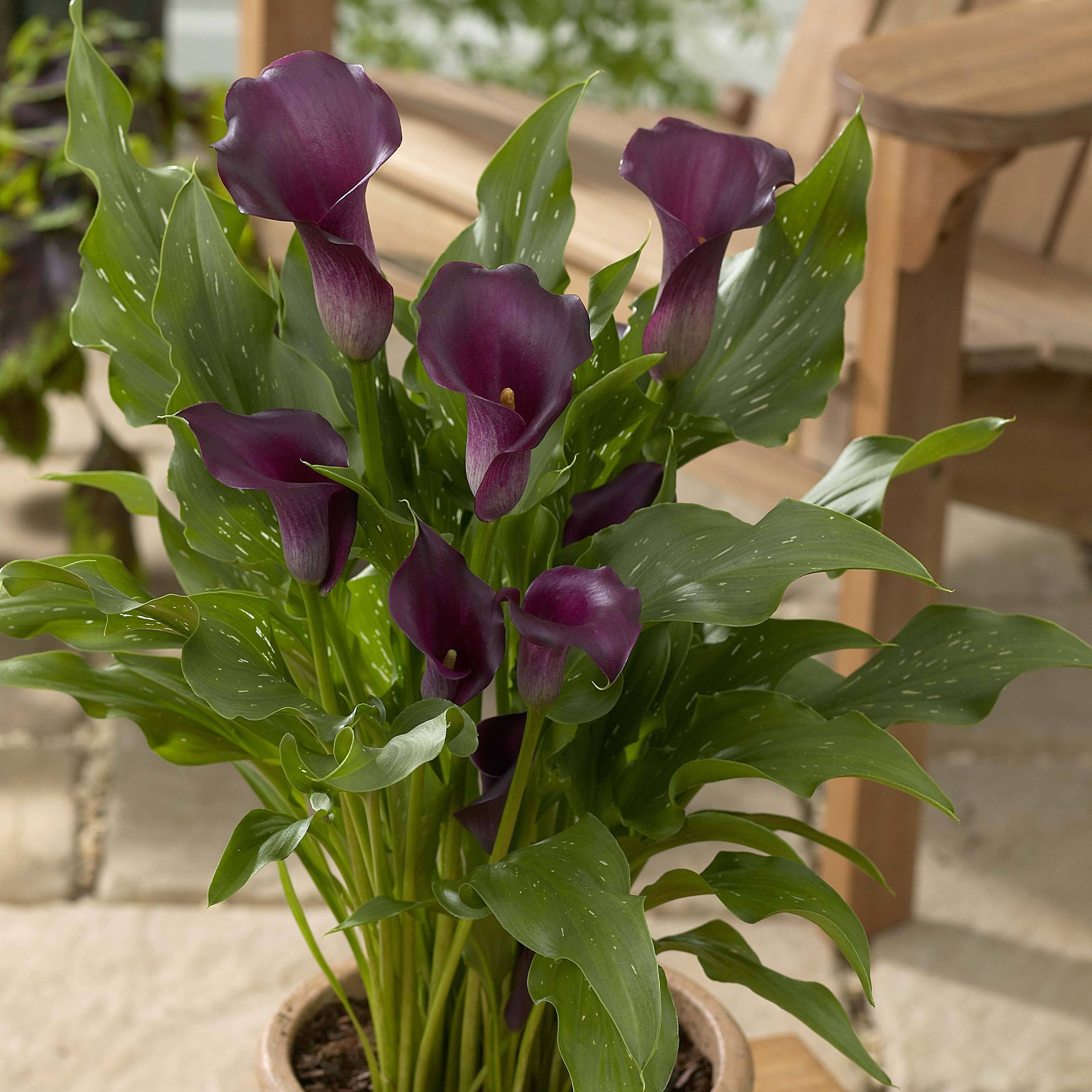 Arum ou Calla à fleurs violet sombre - Zantedeschia Captain Reno Bulbe (par 3)