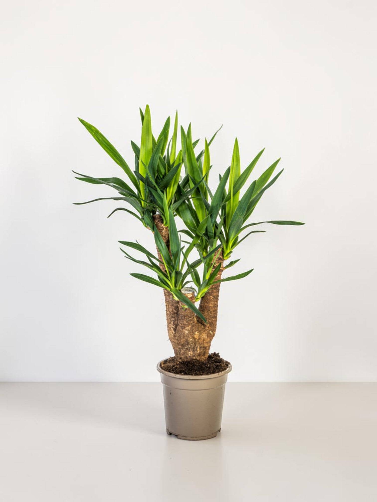 La Green Touch - Yucca Elephantipes Ramifiée - D24 H80cm - Image 1