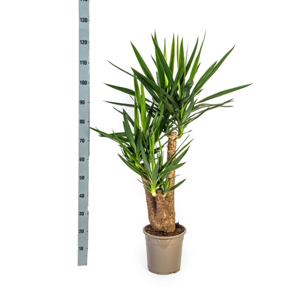 La Green Touch - Yucca Elephantipes Ramifiée - D24 H80cm - Image 5
