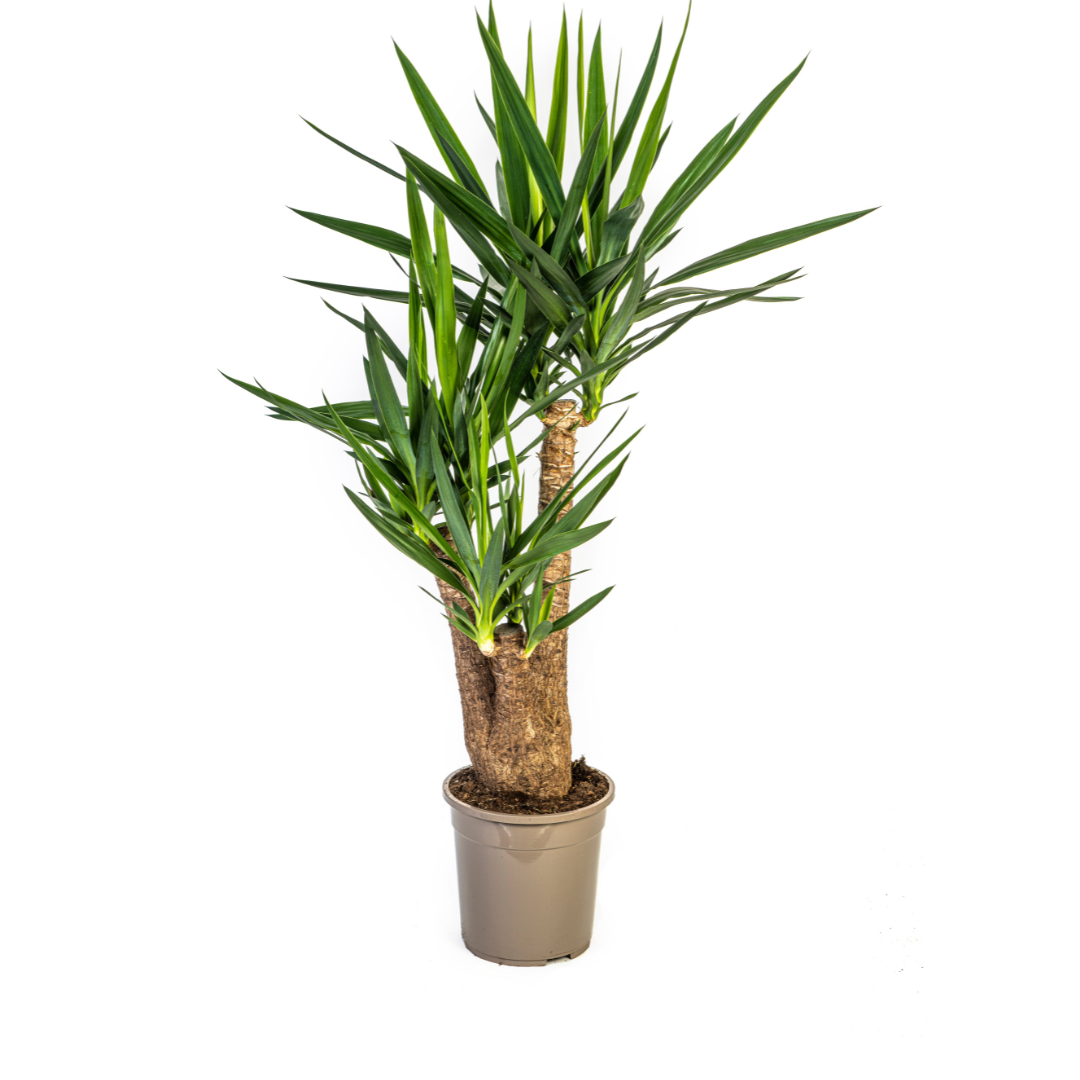 Yucca Elephantipes Ramifiée - D24 H80cm