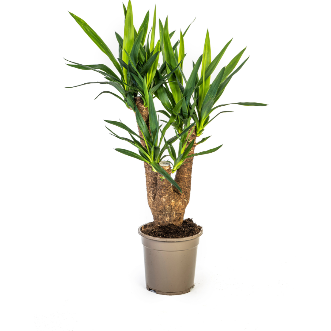 La Green Touch - Yucca Elephantipes Ramifiée - D24 H80cm - Image 4