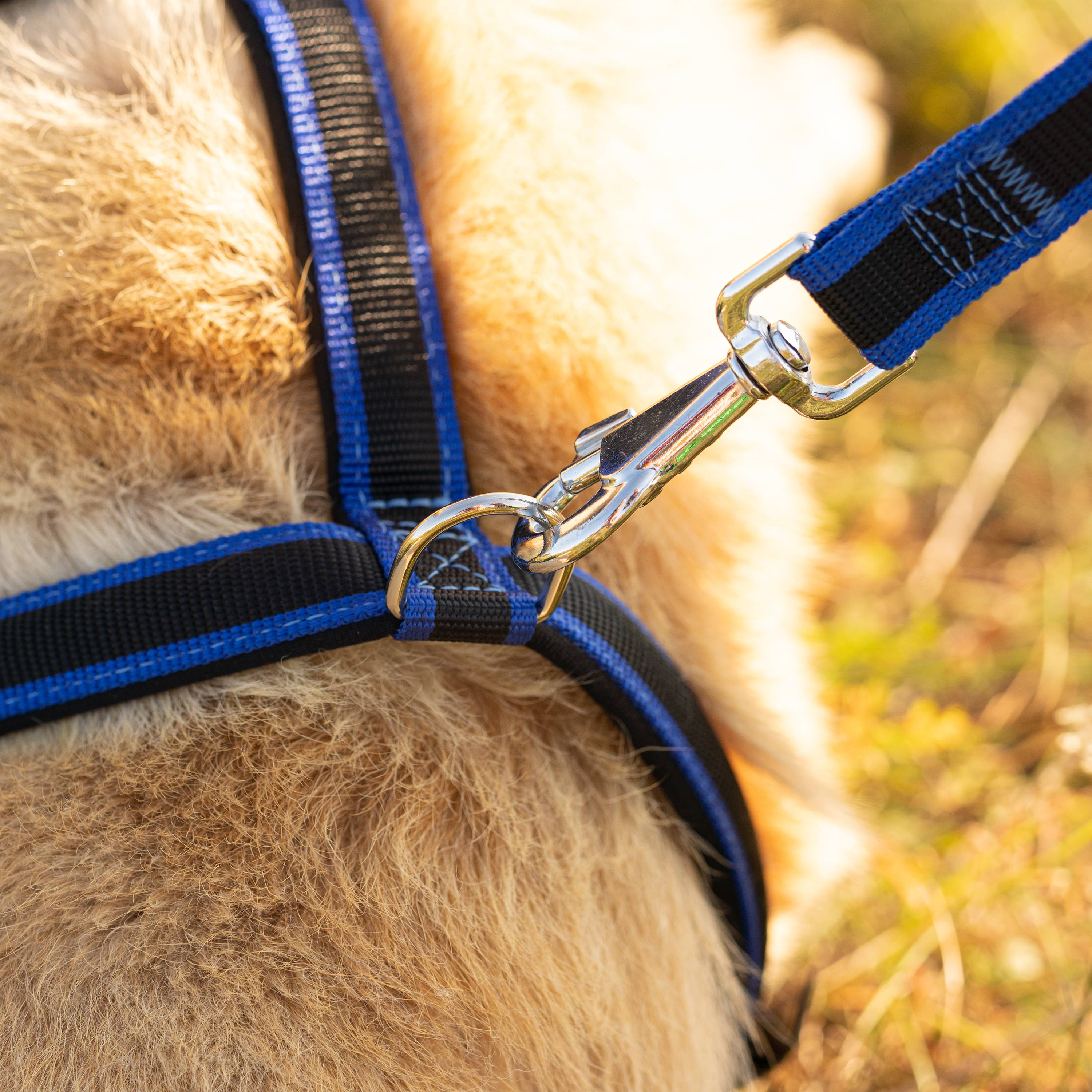 Ferplast - Ferplast ERGOCOMFORT GM25/55 Laisse courte en nylon pour chien, Poignée ergonomique, Rembourrage doux, Longueur 55 cm x 2,5 cm, Bleu - Imagen 4