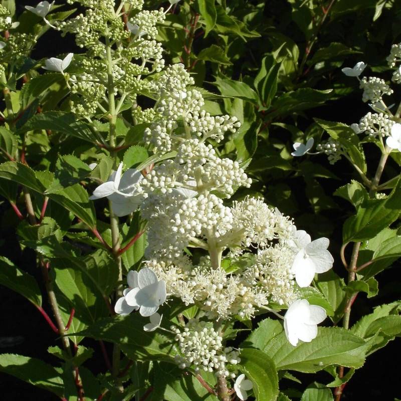 Hortensia paniculata Kyushu, Hydrangea paniculata à fleurs Blanche - feuillage Caduc - Pot de 4L - 20/40 cm-  hauteur à maturité De 1,00 m à 1,50 m - Imagen 2