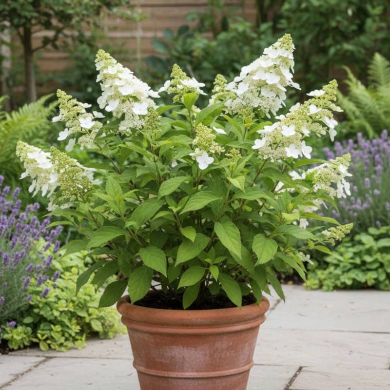Hortensia paniculata Kyushu, Hydrangea paniculata à fleurs Blanche - feuillage Caduc - Pot de 4L - 20/40 cm-  hauteur à maturité De 1,00 m à 1,50 m - Imagen 3