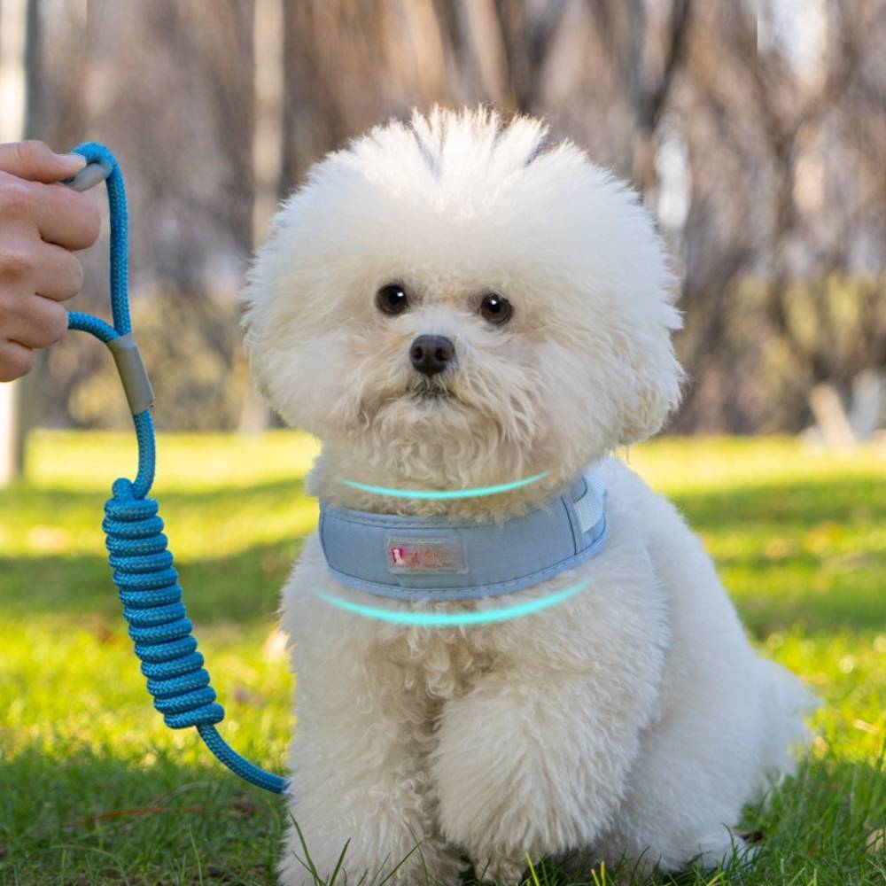 Laisse et gilet de harnais pour chien m - IntiMeg - Image 6