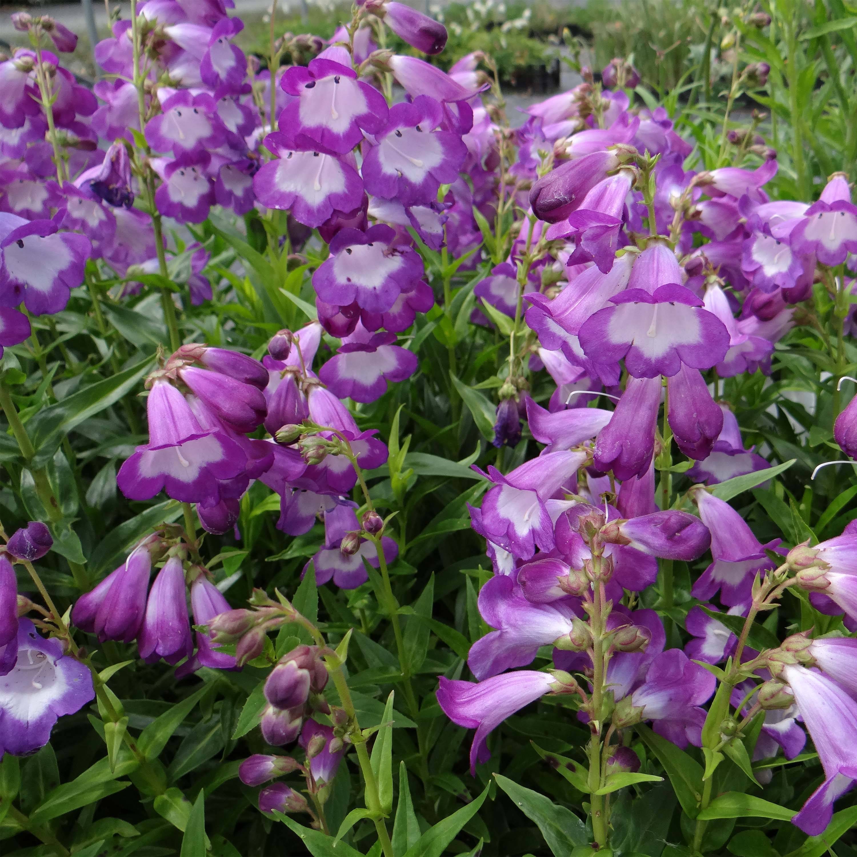 Penstemon Pensham Czar - Galane Godet de 8/9 cm
